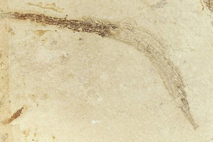 Fossil Pipefish (Hipposyngnathus) - California #294313